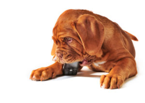 cute dog with phone
